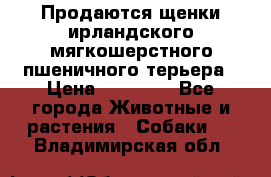 Продаются щенки ирландского мягкошерстного пшеничного терьера › Цена ­ 30 000 - Все города Животные и растения » Собаки   . Владимирская обл.